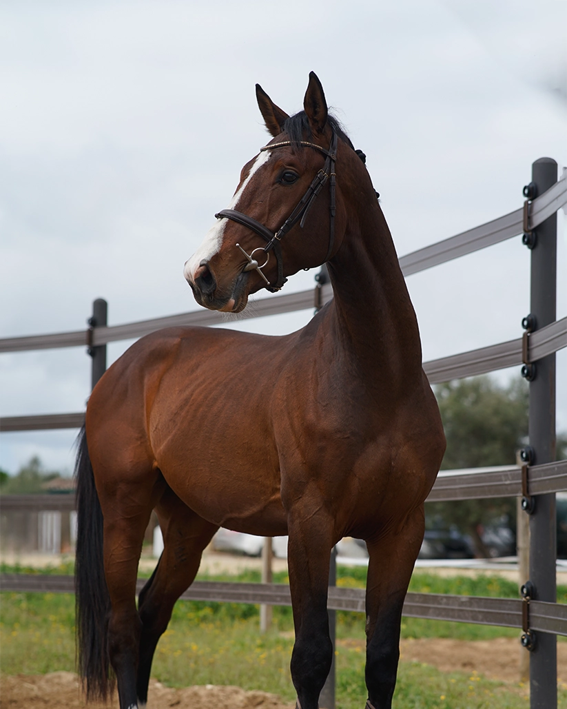 Yeguada Juncosa Alta